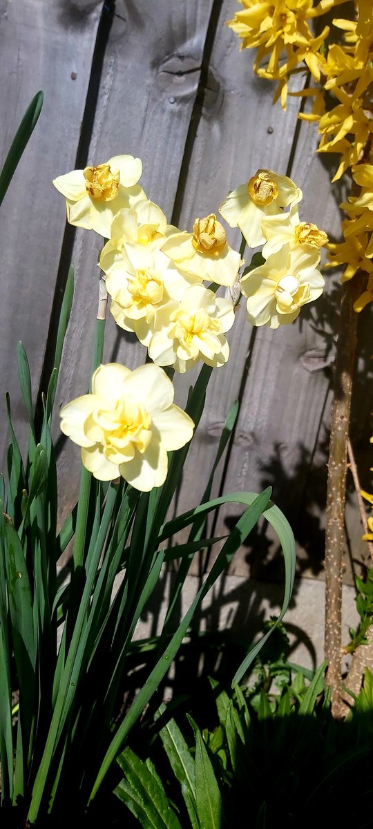 Chris Murphy tweet media