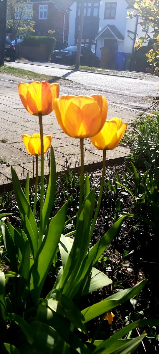 Chris Murphy tweet media