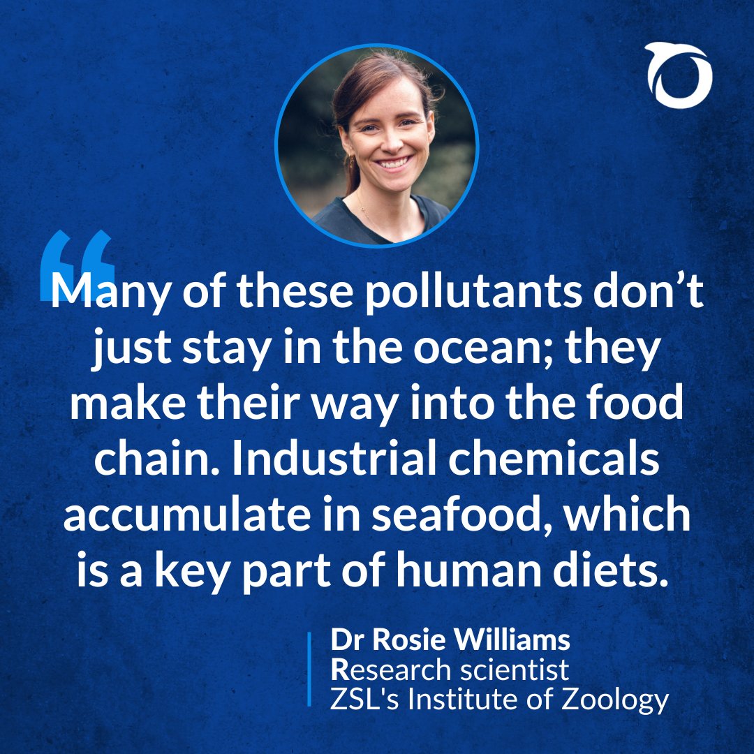🛢️ Oil spills are terrible for the #ocean, but how exactly do they affect marine #wildlife? 🐋

How does oil #pollution impact human health? 🩺

🔍 We find out exactly that &amp; more in our new blog with research scientist, Dr <a href="/RosieSWilliams1/">Rosie Williams</a>. 1/2

📰👉 uk.oceana.org/blog/a-toxic-t…