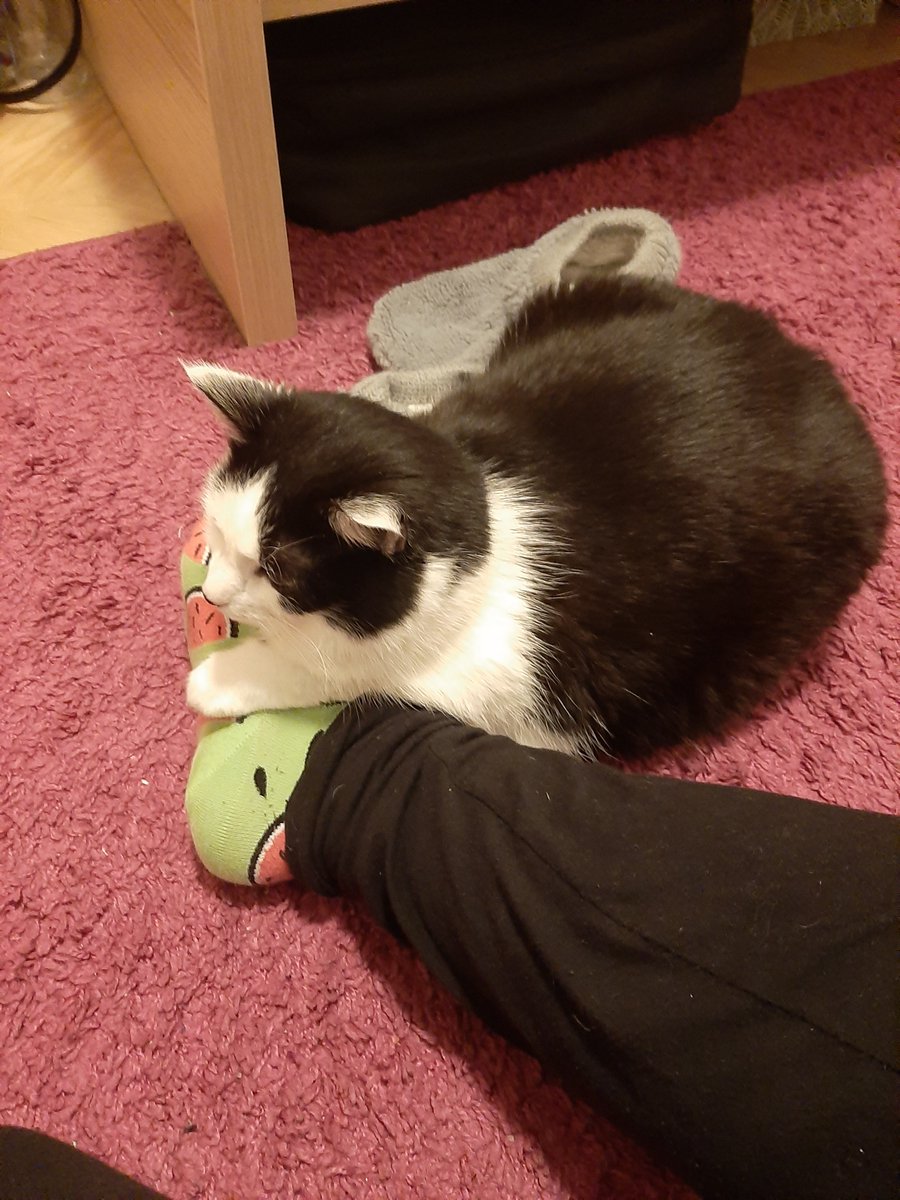 I'm back for Kimchi's #ThrowbackThursday 😺
Kimchi was sometimes pretty possessive but I didn't mind. She didn't mind smell of my legs after long day 😅
#CatsOfTwitter