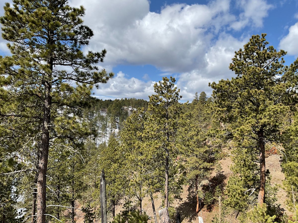 The Bearlodge Ranger District of the Black Hills National Forest is planning to begin conducting prescribed fires using the South Slope prescribed fire plan. fs.usda.gov/detail/blackhi… (📷: Chris Zoller, BKNF/USDA)