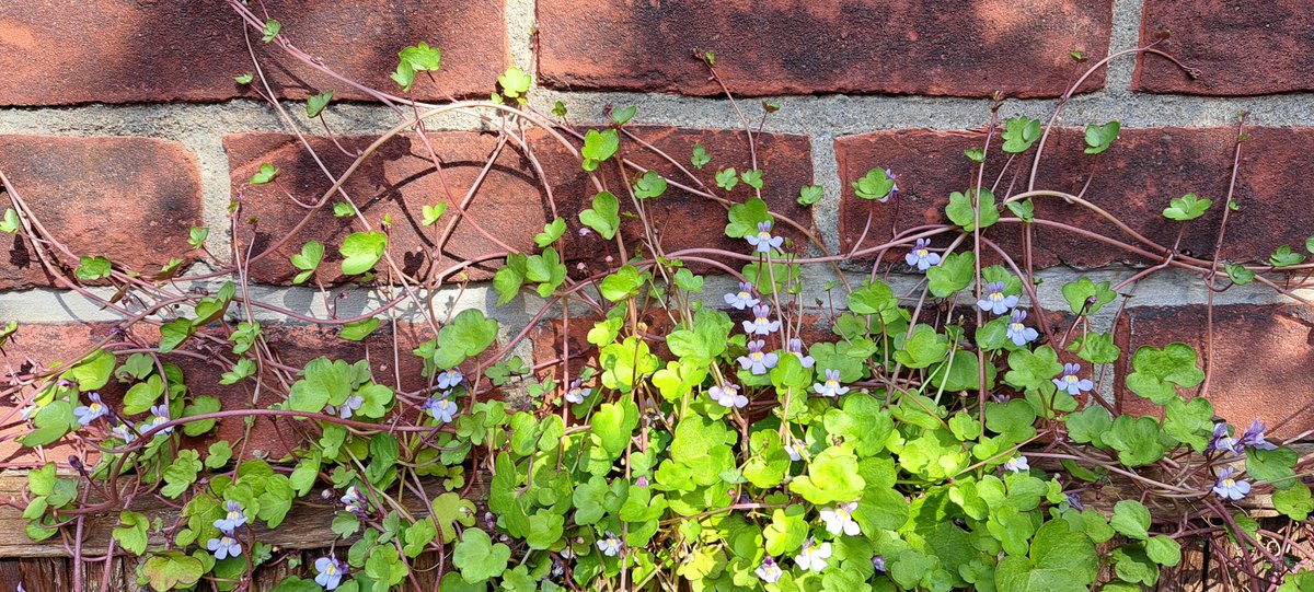 JiscaDijk's tweet photo. #Muurleeuwenbek #IvyLeavedToadflax #Zymbelkraut
#CymbalariaMuralis #Flora #rotstuin #kleinetuin #vasteplant @boomeik
Al jaren heb ik dit zwervertje in mijn tuin: in een hanger, tegen de zonnige muur en in een hoekje van het tuinmuurtje 😊
https://t.co/NadIoYV1a3
>>>> https://t.co/fsSA5YhbNB