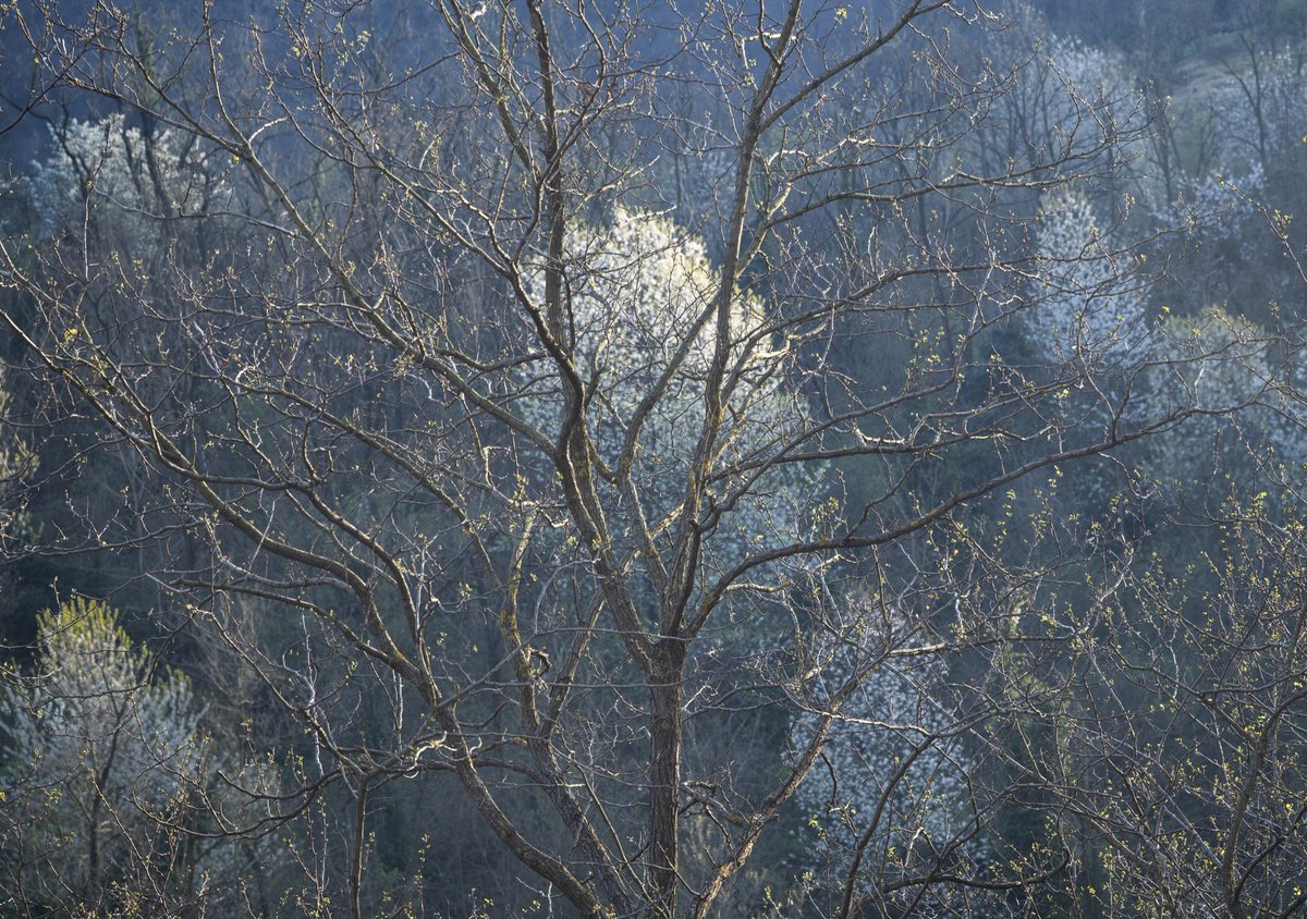 🎭 "Alegria" 🎭
I see a spark of life shining
Alegría
I hear a young minstrel sing
Alegría
Beautiful roaring scream
Of joy and sorrow
So extreme
There is a love in me raging
Alegría
A joyous, magical feeling"

DM me for a limited edition fineart print

#NaturePhotography #fineart