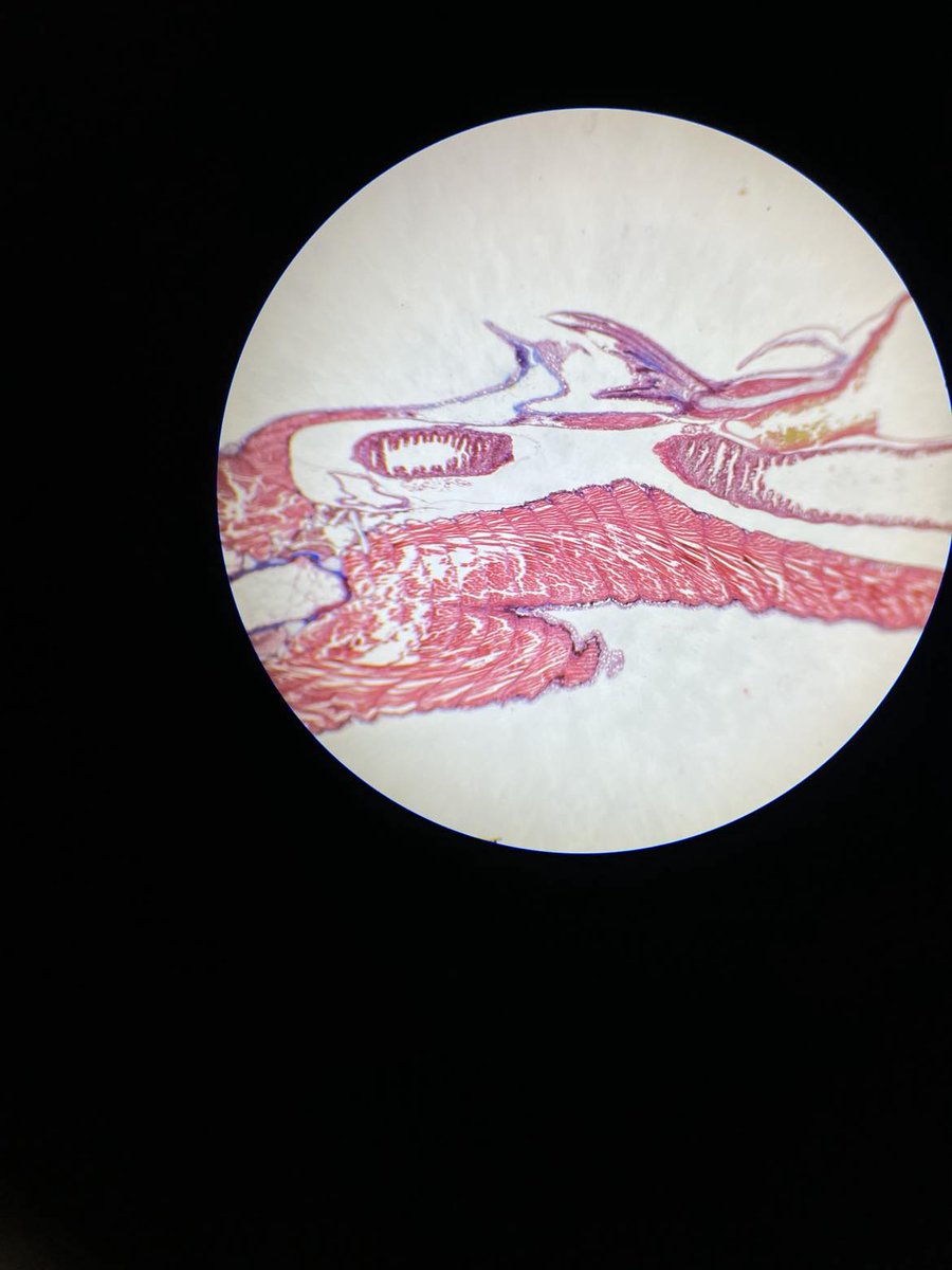 🌍 From Estonia to Milan 🇪🇪➡️🇮🇹
Veera Koponen from EMU shadowed at the University of Milan, gaining clinical insights, boosting research skills, and building global connections.
Read more:
oh-boost.eu/news/job-shado…