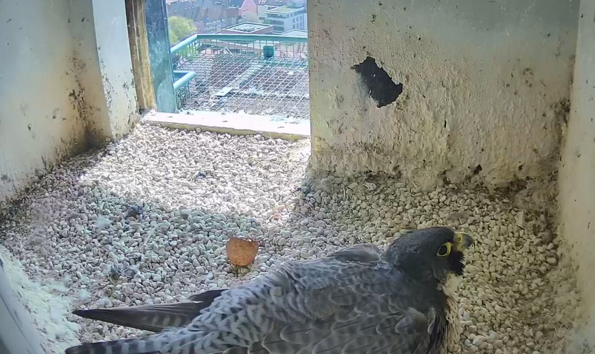 🐣 Nachwuchs auf der Kaiserburg in #Nürnberg! Bei den Wanderfalken im Sinwellturm ist das erste Küken geschlüpft. Wollen Sie live bei der Aufzucht der Jungen dabei sein? Über die Webcam der Regierung von Mittelfranken können Sie zusehen: go.nuernberg.de/b6yosWjY