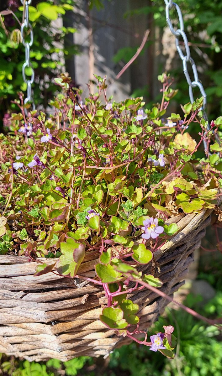 JiscaDijk's tweet photo. #Muurleeuwenbek #IvyLeavedToadflax #Zymbelkraut
#CymbalariaMuralis #Flora #rotstuin #kleinetuin #vasteplant @boomeik
Al jaren heb ik dit zwervertje in mijn tuin: in een hanger, tegen de zonnige muur en in een hoekje van het tuinmuurtje 😊
https://t.co/NadIoYV1a3
>>>> https://t.co/fsSA5YhbNB