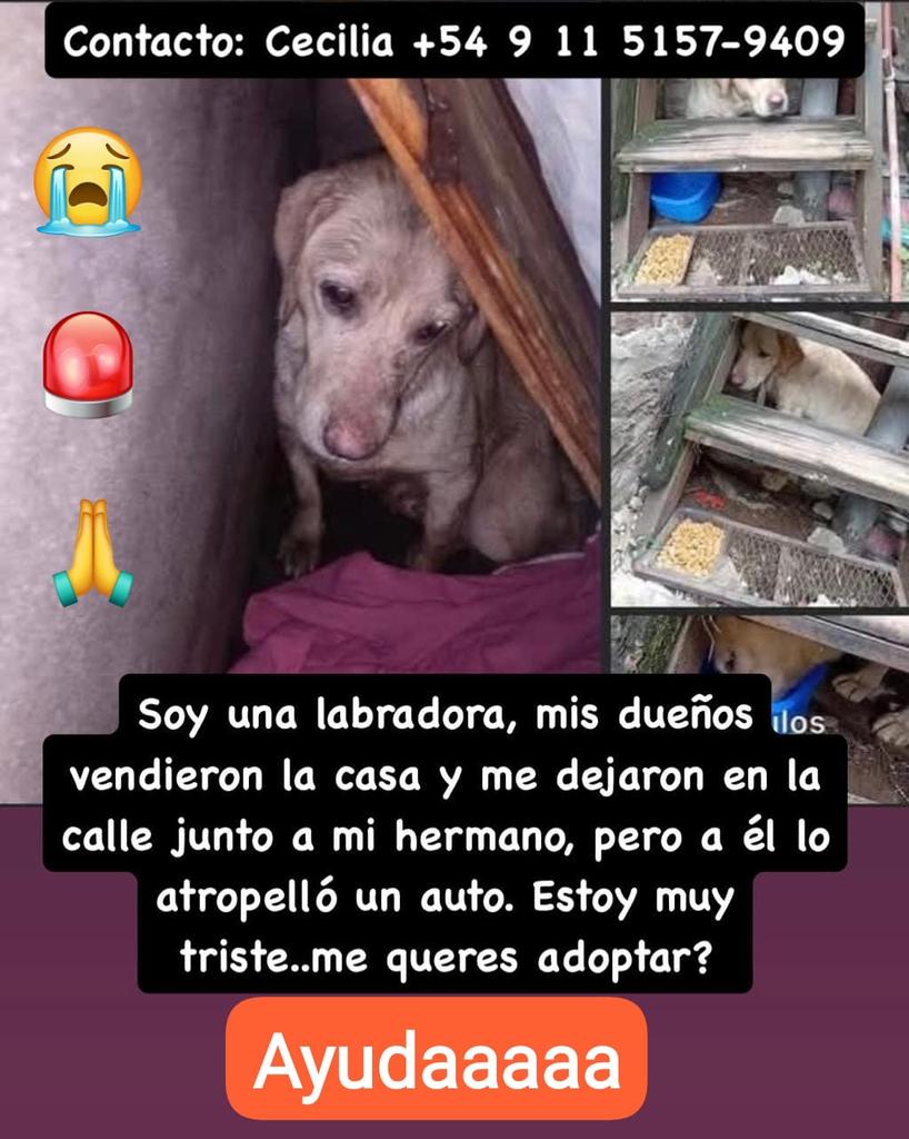 Que carita triste!!
Difundimos 
Rt