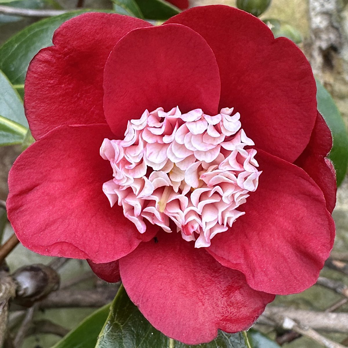 makinggardens's tweet photo. A gorgeous Lady in Red ❤️ Camellia 'Sundae'🌸#Flowers #Gardening #FlowerHunting https://t.co/WfR5fD41qH