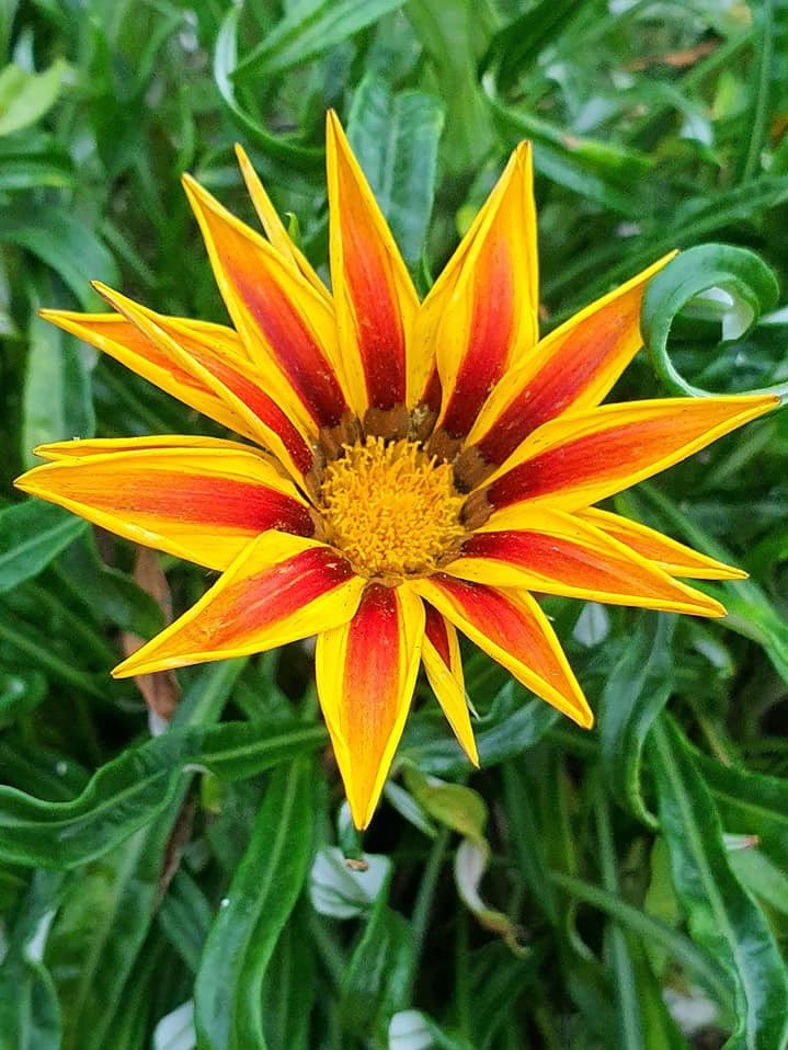 palmerdebra's tweet image. Even in the smallest petals, there's a reminder that beauty thrives in the simplest of moments. Let this flower inspire you to bloom, even when the world seems still. 

#NatureInspires #Growth #BeautyInSimplicity