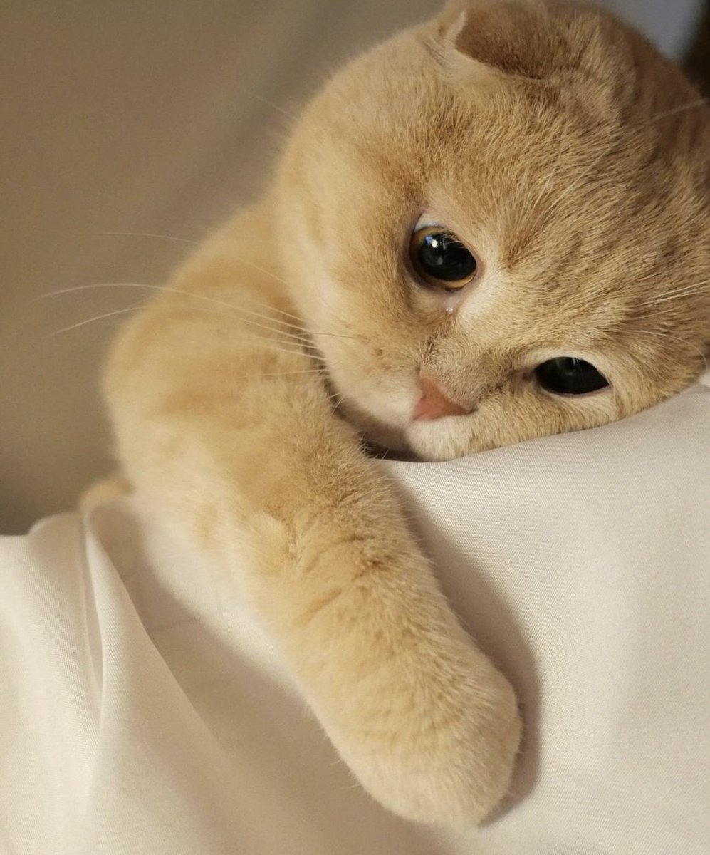 The Cats 𝕏 tweet media