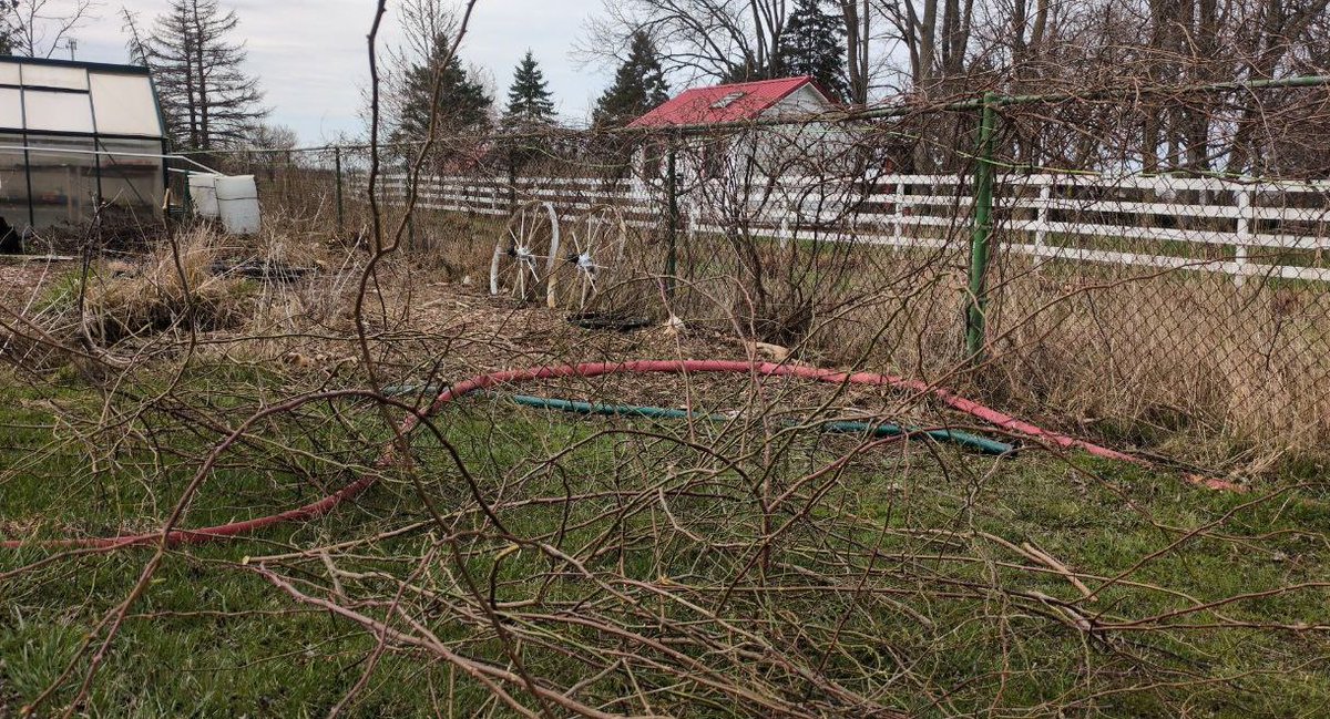 Not sure if you've ever separated thorn bushes from grapevines, but I have to imagine it's a lot like what #DOGE is trying to do cutting back that which is not needed, under constant attack, to allow that which can grow and truly provide sustenance, to do so uninhibited.

Stay