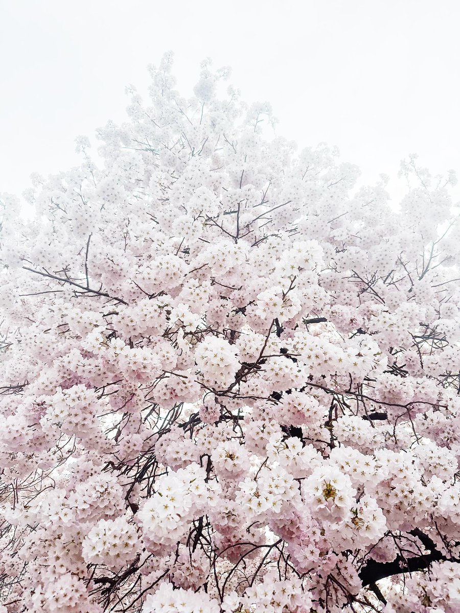 This spring is reiterating the importance of circadian rhythms and redox potential for me.

We often think of spring as a time of renewal, rising energy, and positive momentum—and it is. But that surge in light and life can also be deeply dysregulating if the body isn’t prepared