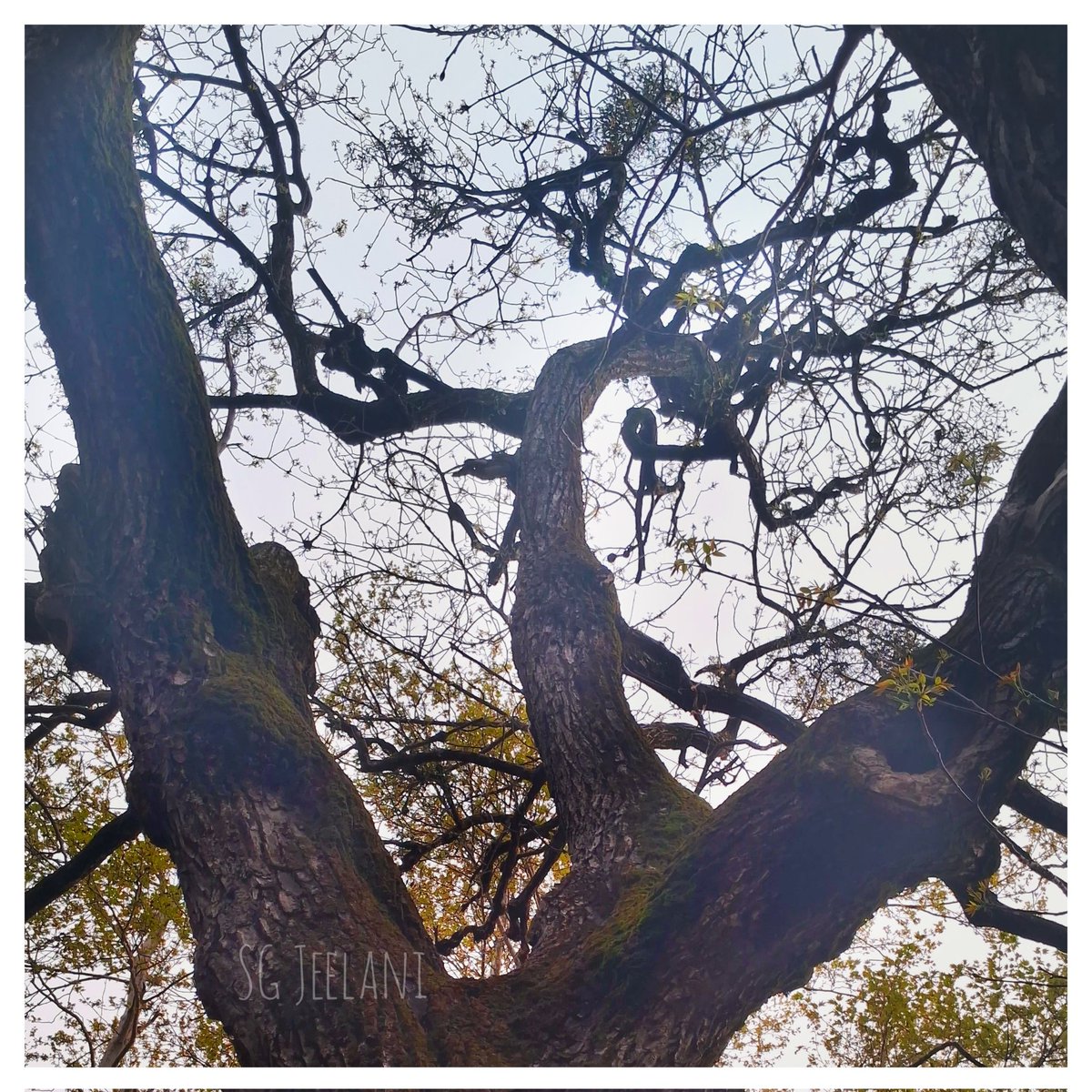 SgJeelani's tweet photo. Happy Thursday ❤️
#walnuttree https://t.co/yiLIObjdm1