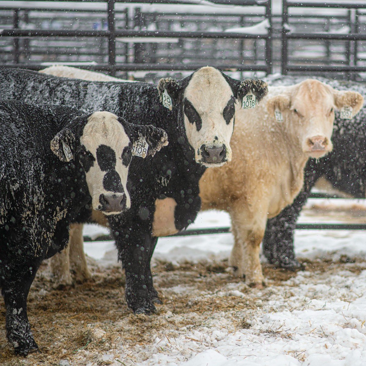 🐮🐴🐑 Happy #NationalFarmAnimalsDay!
From cattle to chickens, farm animals are at the heart of agriculture, sustainability, and education—all things we celebrate at the National Western Center! 🐷🌱

#Livestock #Agriculture #Farming