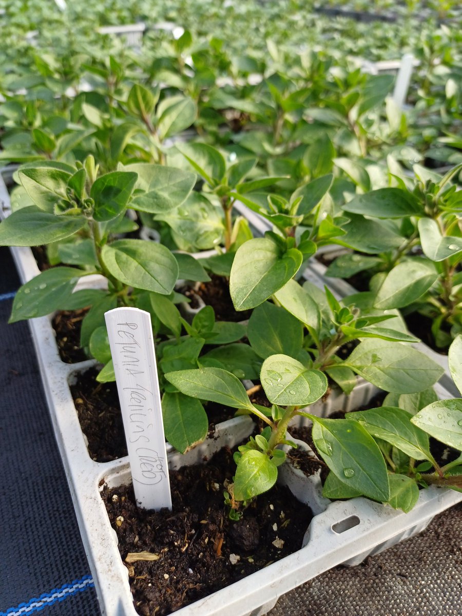 PACE_IRL's tweet photo. PLANT SALE
Thursday 17th April
10:00am-1:00pm
Priorswood House, D17 T293
Summer Bedding, House Plants, Upcycled furniture https://t.co/hMkRdSu4f7