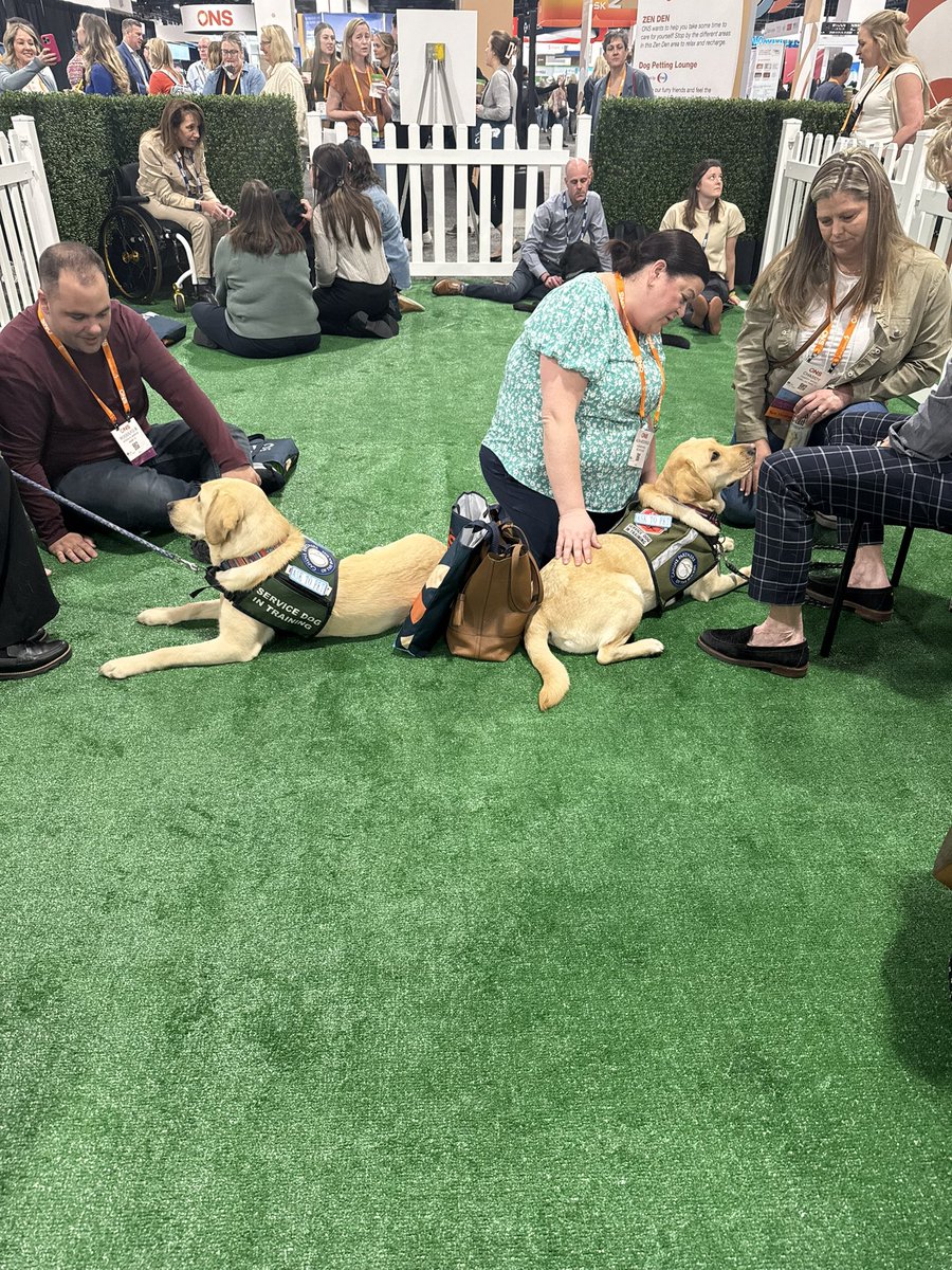meremaidss's tweet photo. The hardest working pups at the conference. https://t.co/vb88ArtyrY