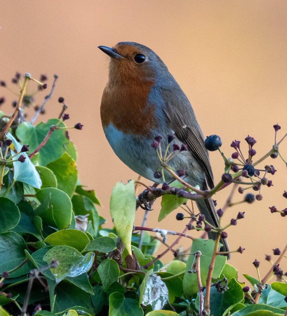 Christopher Onn tweet media