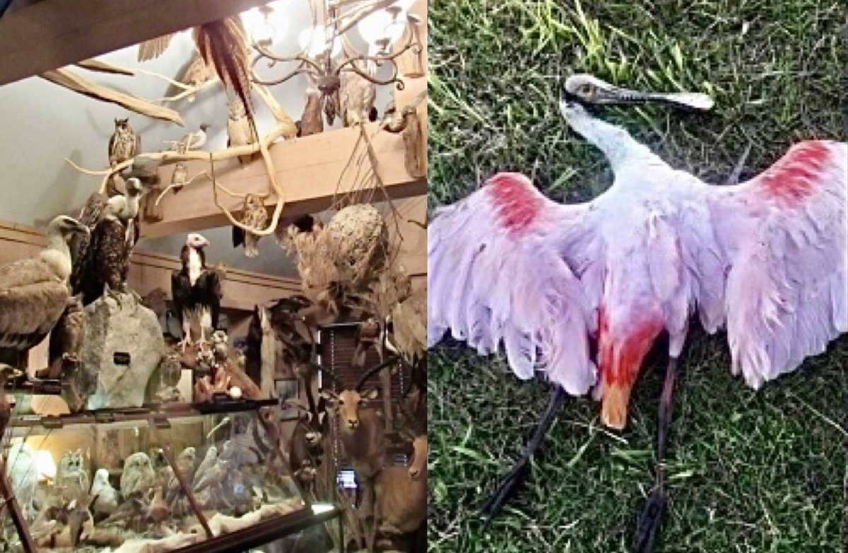 Breaking! Two Men Sentenced In One Of The Largest Bird Trafficking Cases In U.S. History, One Faces $900,000 Fine 🦅

READ MORE: 🌍👉 worldanimalnews.com/2025/04/10/two…