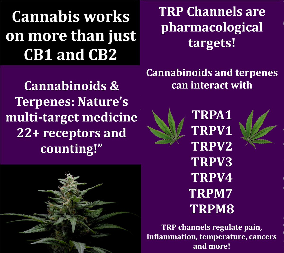 JustinLScharton's tweet photo. Most people only talk about CB1 and CB2...

But cannabinoids like THC, CBD, and terpenes interact with 22+ receptor targets involved in:
🔹 Pain
🔹 Cancer
🔹 Epilepsy
🔹 Inflammation
🔹 Neurotransmitters
🧬 Here’s the full breakdown 👇
📚 More research + visuals at: https://t.co/JMM0egT3tX
#CannabisScience #THC #CBD #MedicalCannabis #DescheduleNow