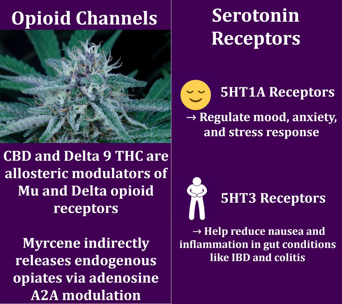 JustinLScharton's tweet photo. Most people only talk about CB1 and CB2...

But cannabinoids like THC, CBD, and terpenes interact with 22+ receptor targets involved in:
🔹 Pain
🔹 Cancer
🔹 Epilepsy
🔹 Inflammation
🔹 Neurotransmitters
🧬 Here’s the full breakdown 👇
📚 More research + visuals at: https://t.co/JMM0egT3tX
#CannabisScience #THC #CBD #MedicalCannabis #DescheduleNow