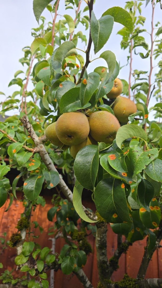 The pear trees in the garden are bearing fruit. I'm really happy to see the trees I planted bearing fruit.😍