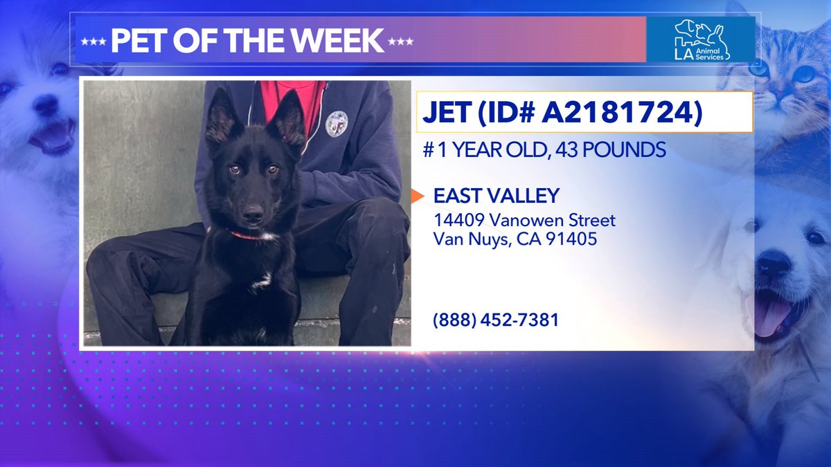 Meet Jet!!!!  He is our #petoftheweek See him LIVE <a href="/KTLA/">KTLA</a> 1p 💜🐶 <a href="/LACityPets/">LA Animal Services</a>