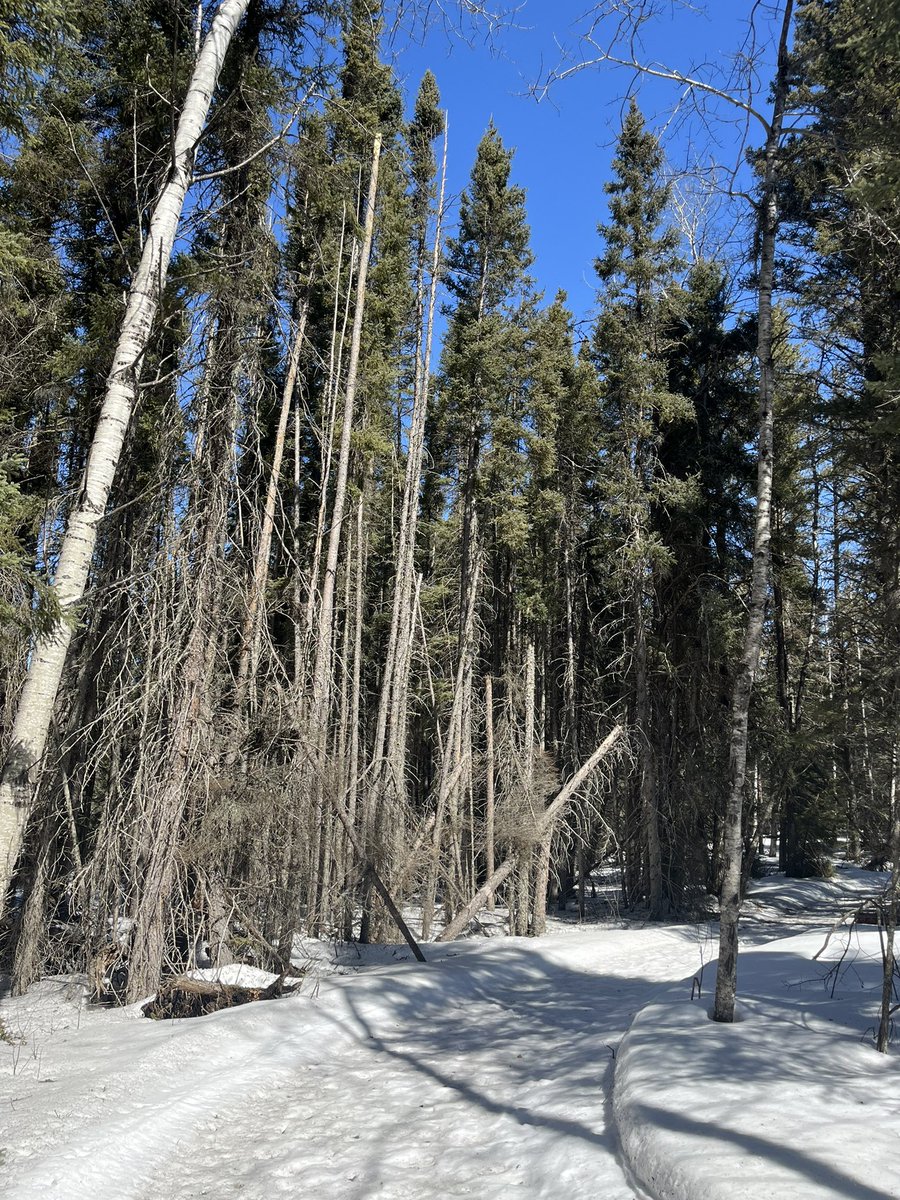 blueskytiff's tweet photo. Rough day, so went on a hike! Deep, soft snow made for a great workout 🫠 https://t.co/Tk6tXnfdN5