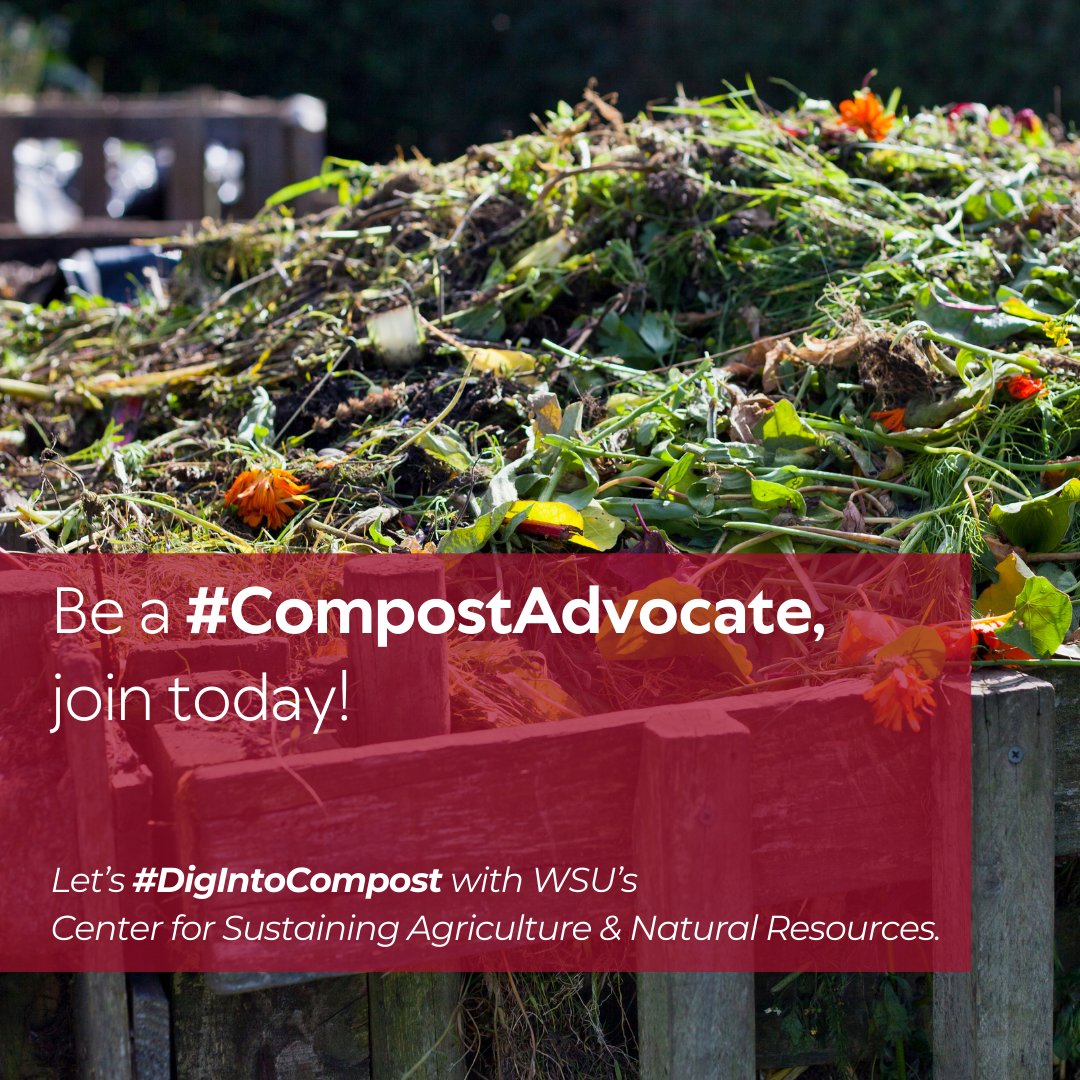 Center for Sustaining Ag & Natural Resources (@wsucsanr) on Twitter photo Why become a #CompostAdvocate? Because compost is a solution that works 🌿 — for gardeners, farmers, and the planet.
Follow along as we #DigIntoCompost - the science and practices at every scale!
csanr.wsu.edu/dig-into-compo…
#soilhealth #compost
<a href="/wsucahnrs/">WSU CAHNRS</a> <a href="/WSUExtension/">WSU Extension</a> Why become a #CompostAdvocate? Because compost is a solution that works 🌿 — for gardeners, farmers, and the planet.
Follow along as we #DigIntoCompost - the science and practices at every scale!
csanr.wsu.edu/dig-into-compo…
#soilhealth #compost
<a href="/wsucahnrs/">WSU CAHNRS</a> <a href="/WSUExtension/">WSU Extension</a>