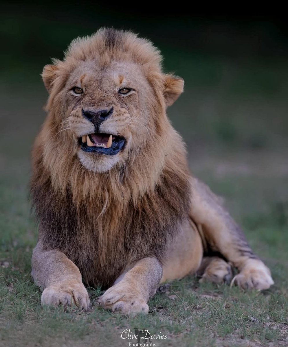 LIONLOVERS5's tweet photo. Say cheese for the camera 📷 😄 

Grumpy K5 Kambula male!!

#LoveLions 
📸 cliveofbarnetphotography Instagram https://t.co/moSbEXp1LA