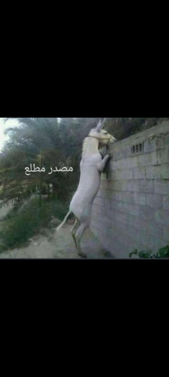SINJAB1950's tweet photo. @A_S11B1 الخبر صحيح ياشباب المصدر جدا مطلع ومقرب من مراكز اتخاذ القرار https://t.co/fMtnPm2DmM