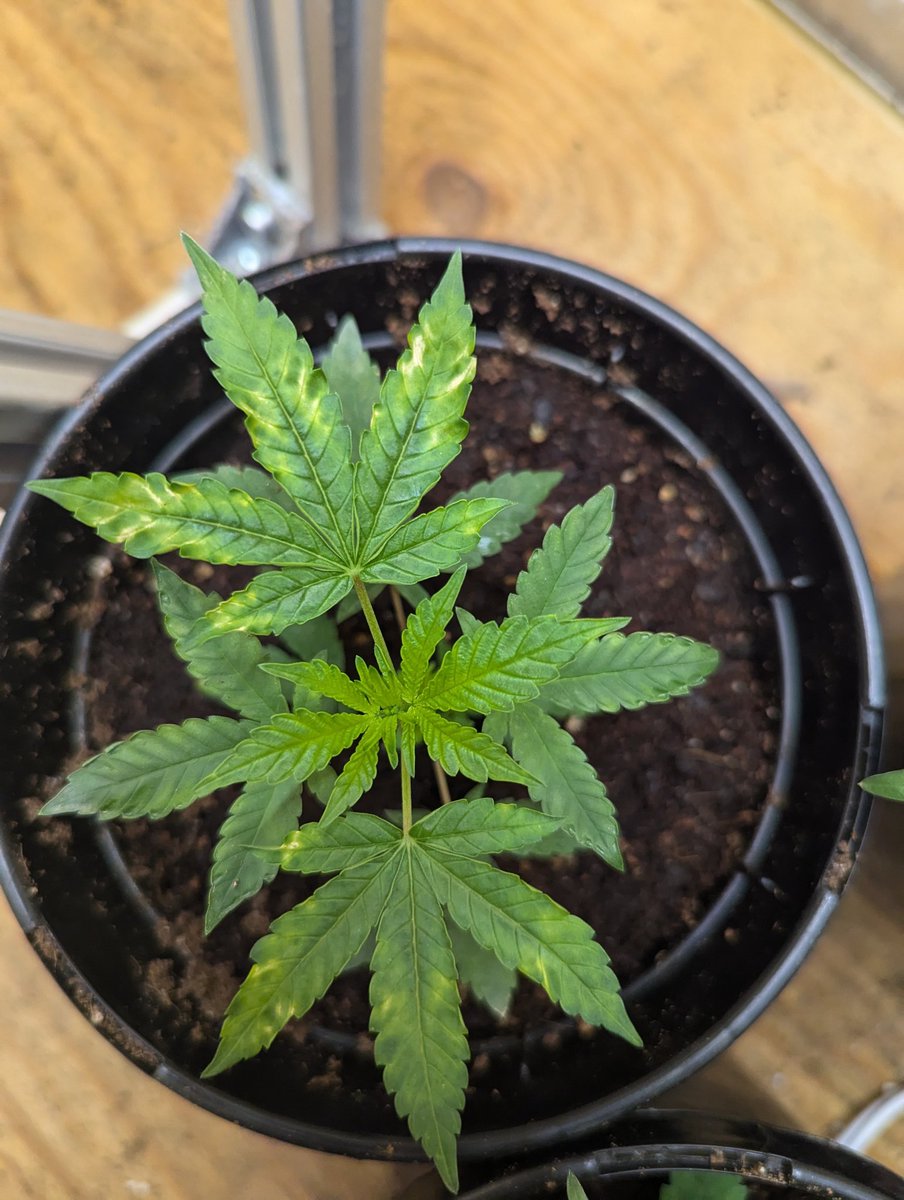 I want to say my PH is off from the looks of it . . .