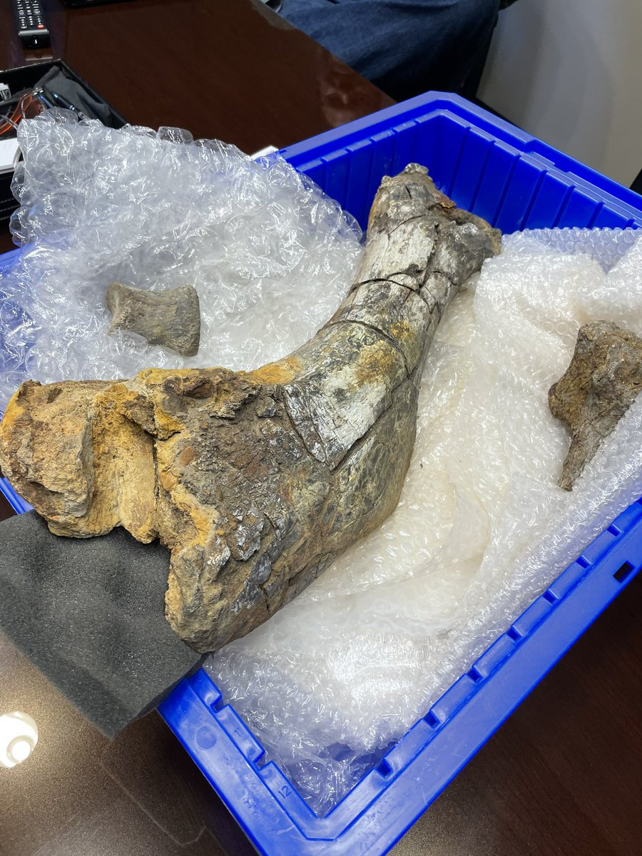 We always say that we have great variation in business and that’s what keeps it exciting. 
Today we were fortunate to have MS duckbill dinosaur bones in our presence for extra excitement! Thank you MS Natural Science Museum and USM Anthropology.