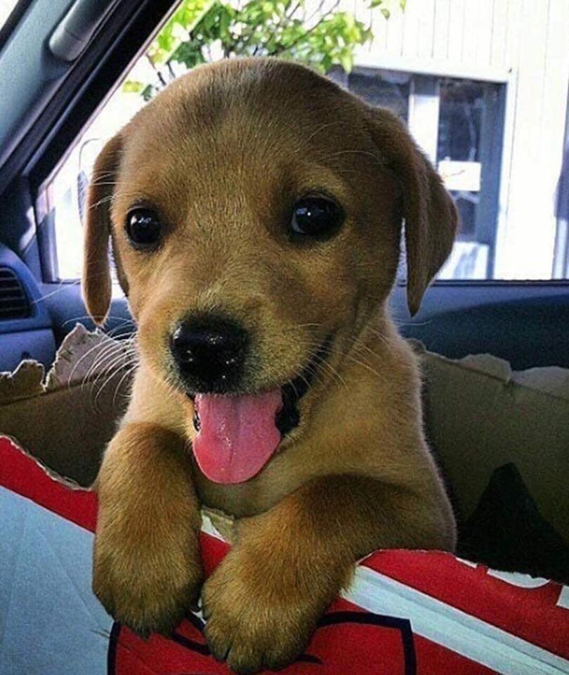 Dog Lovers tweet media