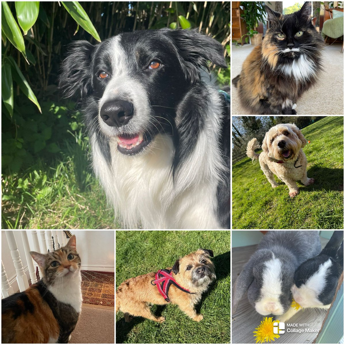 They steal our socks, hog the bed, and insist on walkies rain or shine… and still, they’re the best part of every day.

Life’s just better with a pet by your side 🐶😺🐰🐾