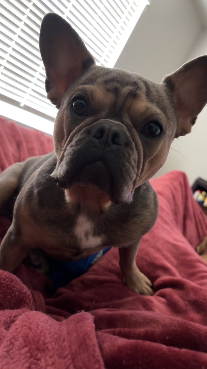 awhorereadthis's tweet photo. Bella needy as always https://t.co/f3Xlsfj04f