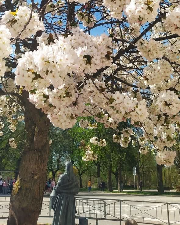 Burgosenelmundo's tweet photo. Primavera en #Burgos 
@Agurtzane_PL
#Burgosenelmundo te muestra 
#Burgospordescubrir un #BurgosDestinodeEnsueño en #BurgosTeEspera #BurgosParaiso https://t.co/W8MQtXBhFw