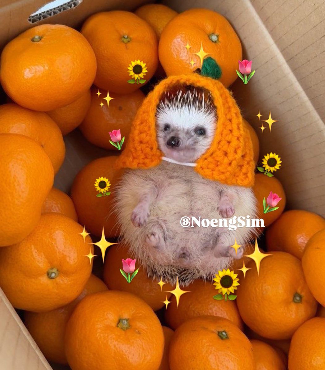 Kat 🇧🇷 - Under Her Rules Team 🦔✨ tweet media