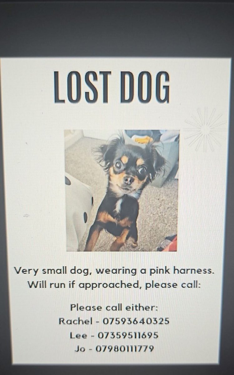 JoLouiseJordan's tweet photo. @MissingPetsGB Birmingham B13 moving through B28 towards Solihull: B91. Missing from 10.30am when she went under a car and been running ever since. Very very much loved pet of a young girl 🙏🏼 https://t.co/UrRzLltj8L