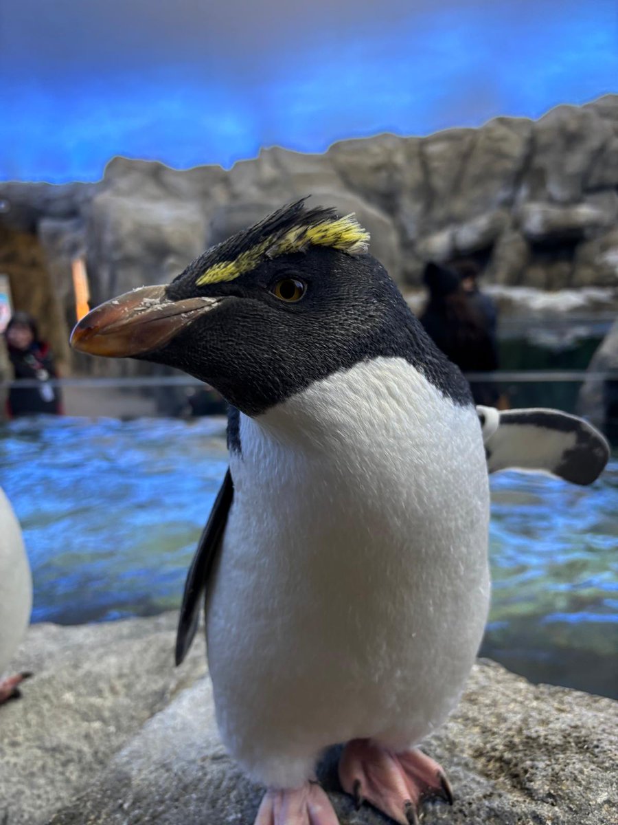 calgaryzoo's tweet photo. There’s a rockin’ hatchday to celebrate – our female northern rockhopper ‘Isolda’ turns one today! 🎉

After a recent moult, Isolda is now beginning to sport a rockstar look! 👩‍🎤 When shaken, this bright plumage helps a penguin to attract a mate. 😍 

#YourZooYYC https://t.co/7gPuN3cnGV
