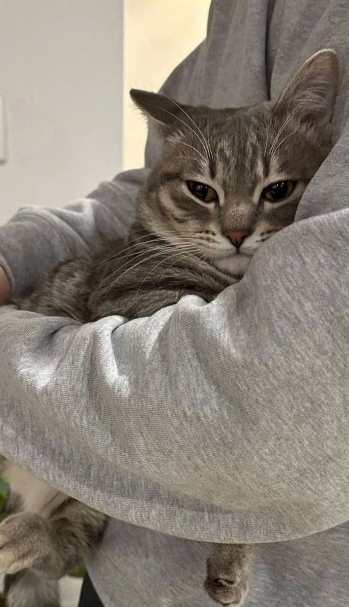 - sadelik, serinlik, dinginlik.