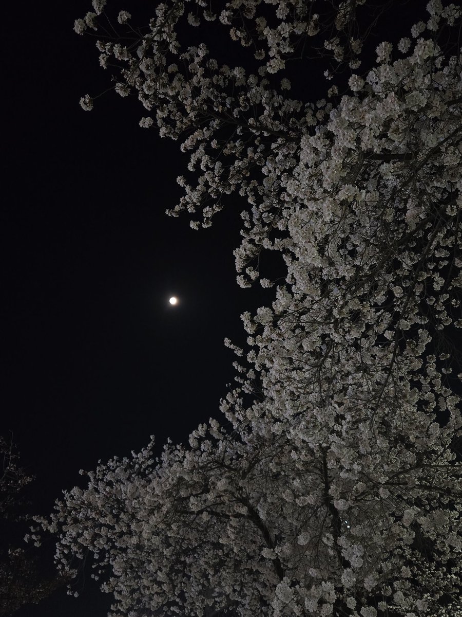 L0ve_BBW's tweet photo. 🌕➕️🌸#용인 #수원 #비떱좋아 https://t.co/Op3FiyZjxF