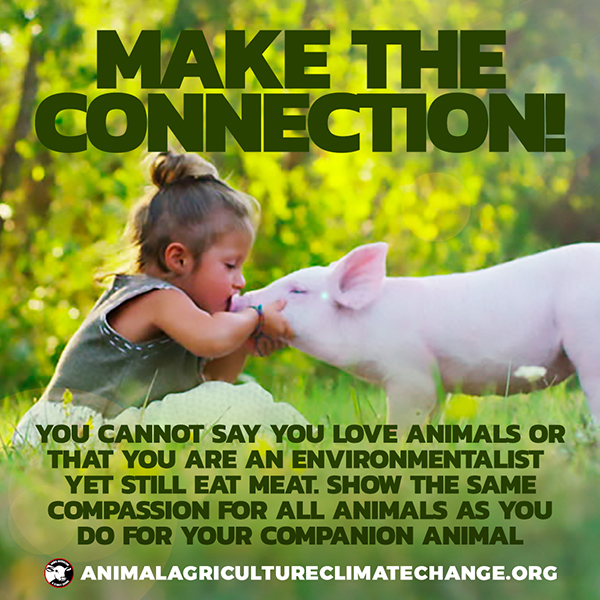 Meat-Free Plate tweet media