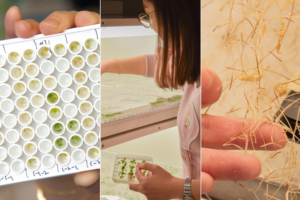 Mizzou Life Sci Center (@bondlifesci) on Twitter photo Postdoc Mengran Yang genetically modifies plants to see parts obscured by chlorophyll's glow & obstacles like plant cell walls. In the Stacey lab at @bondlifesci, she partners with <a href="/EMSLscience/">Environmental Molecular Sciences Laboratory (EMSL)</a> to better microscopically image those hidden parts.
ow.ly/UN7E50VyfTc Postdoc Mengran Yang genetically modifies plants to see parts obscured by chlorophyll's glow & obstacles like plant cell walls. In the Stacey lab at @bondlifesci, she partners with <a href="/EMSLscience/">Environmental Molecular Sciences Laboratory (EMSL)</a> to better microscopically image those hidden parts.
ow.ly/UN7E50VyfTc