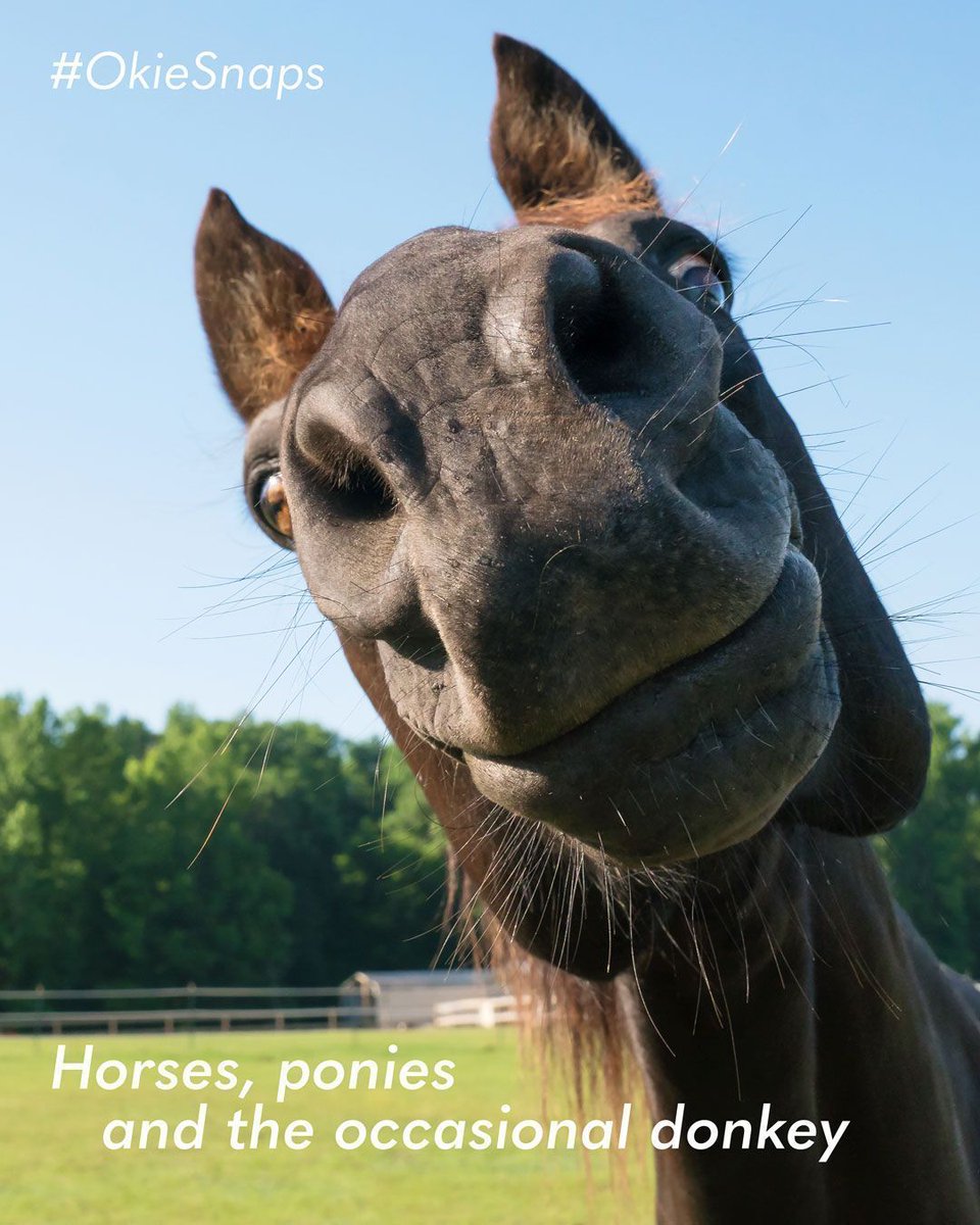 Our horses, ponies and the occasional donkey #OkieSnaps photo contest closes today at 5 p.m., have you submitted your entry yet? Follow the link to submit before it's too late. bit.ly/OKL-okie-snaps…