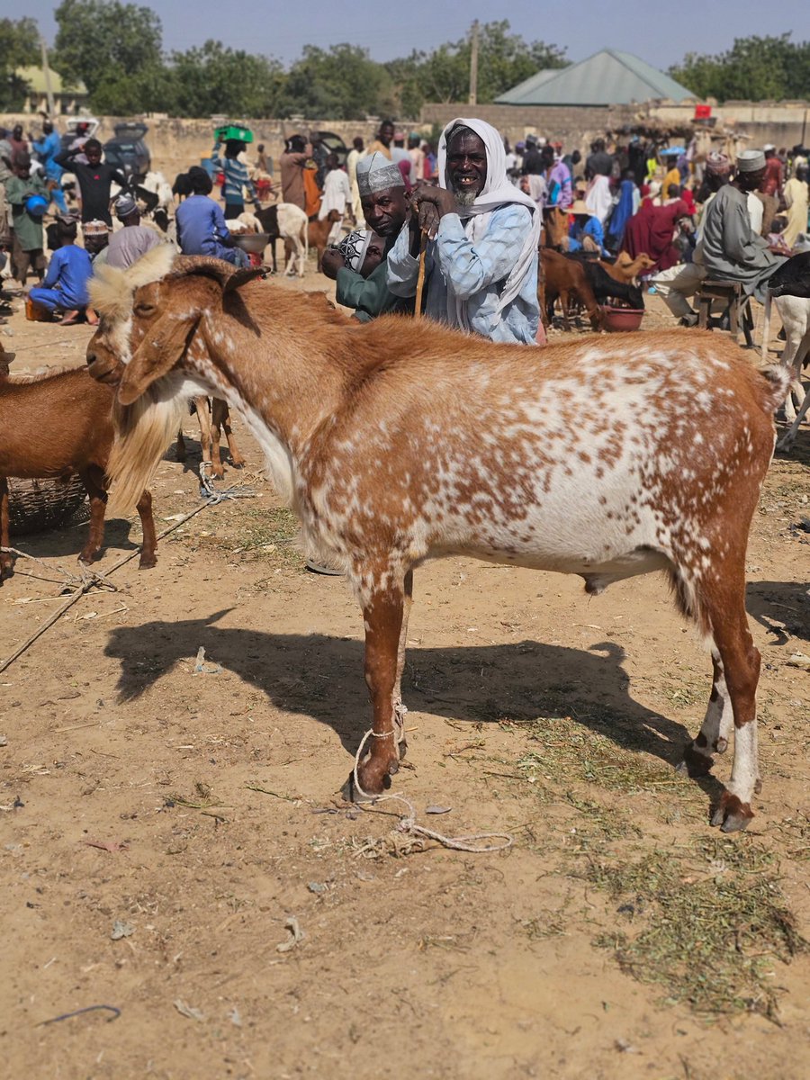 iam__temmyyy's tweet photo. Where can I get a big goat like this? My budget is 80K. https://t.co/znFGx9T2KK