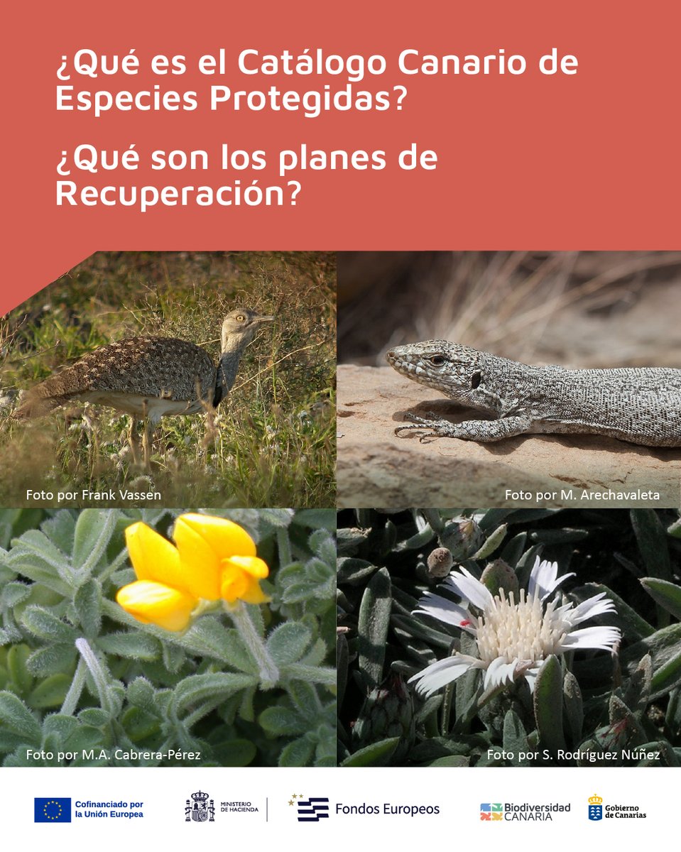 Biodiv_GobCan's tweet image. Nuestro archipiélago alberga una #biodiversidad única en el mundo, con especies que no existen en ningún otro lugar del planeta. 🧵⬇️

#BiodiversidadCanaria #SomosBiodiversidadCanaria  #CatálogoCanario #EspeciesProtegidas #PeligroDeExtinción