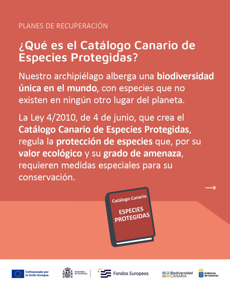 Biodiv_GobCan's tweet image. Nuestro archipiélago alberga una #biodiversidad única en el mundo, con especies que no existen en ningún otro lugar del planeta. 🧵⬇️

#BiodiversidadCanaria #SomosBiodiversidadCanaria  #CatálogoCanario #EspeciesProtegidas #PeligroDeExtinción