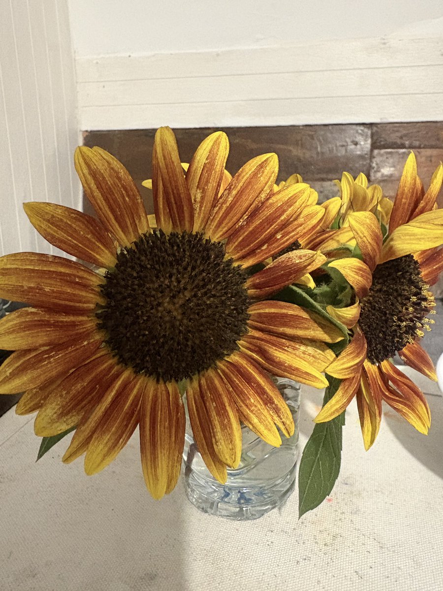 ทานตะวันที่ปลูกเอง🌻