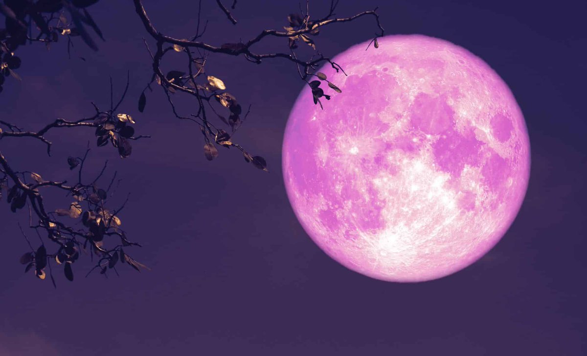 DailyLoud's tweet photo. A full pink moon will be visible in the US this weekend.

Skywatchers in the U.S. can look forward to the Full Pink Moon, which will reach peak illumination on Saturday at 8:22 p.m ET. https://t.co/cdAQDKJqxG