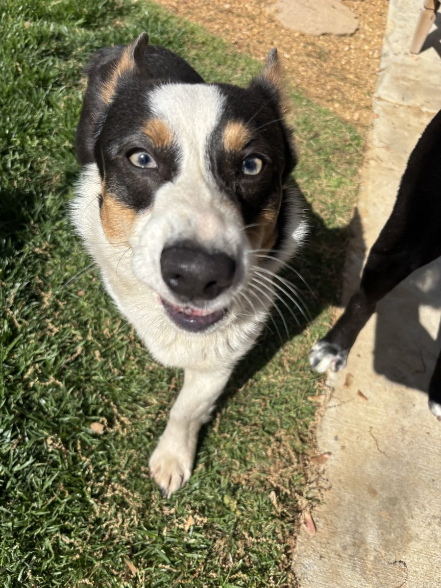 OKC folks, this corgi walked up to me this morning around NW 19th and Francis in the Mesta Park neighborhood. He’s wearing a red collar but no tag. Not microchipped either. Very friendly. Does anyone recognize him?